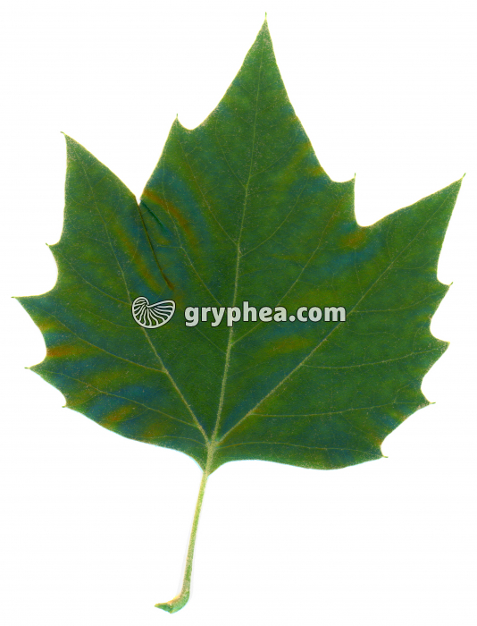 Platane -  Feuille (Platanus acerifolia) - gryphea.org